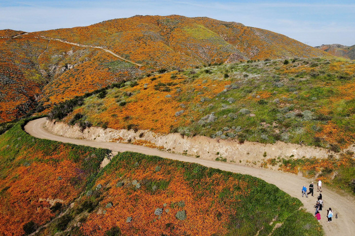 Super bloom, Fenomena langka di mana bunga liar bermekaran secara bersamaan. Langka karena bunga ini hanya mekar setiap beberapa tahun sekali. Hanya mekar di daerah gurun di California, Amerika Serikat. Afp Photo/Mario Tama