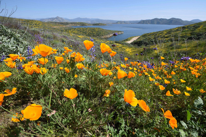 Biasanya, super bloom terjadi di pertengahan Maret. Munculnya fenomena ini karena hujan yang turun tidak seperti biasanya. Dipengaruhi juga oleh musim dingin.Curah hujan dan musin dingin tersebut mengakibatkan kadar air di tanah terkunci. Afp Photo/Robyn Beck