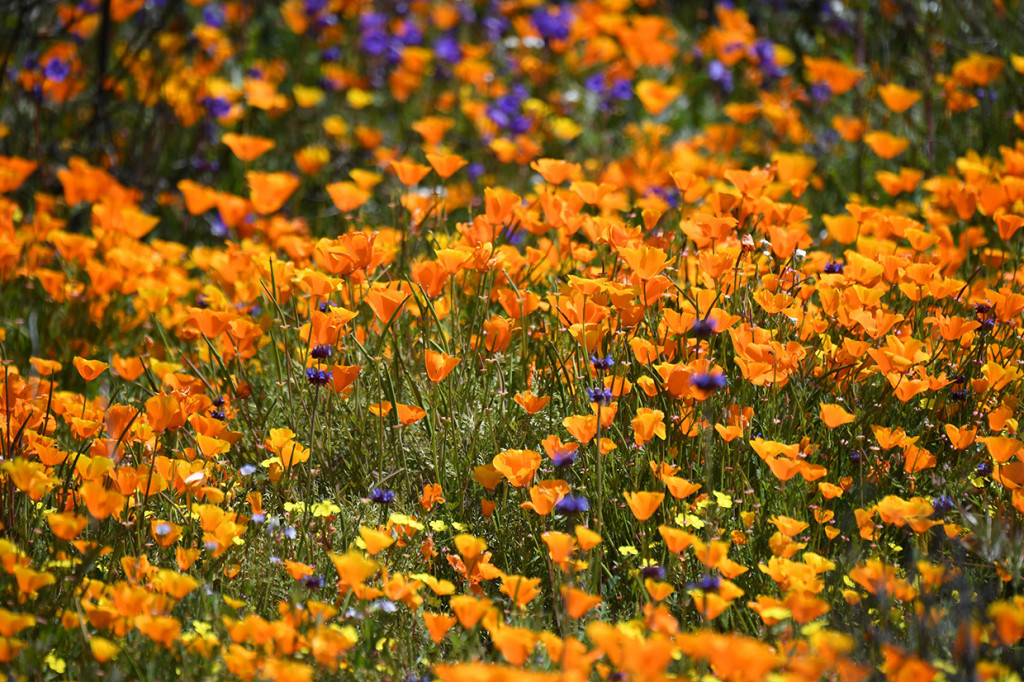 Bunga liar itu ialah poppy, tumbuhan semusim yang memiliki kuntum bunga berwarna merah, putih atau kuning berbentuk cangkir. Afp Photo/Robyn Beck