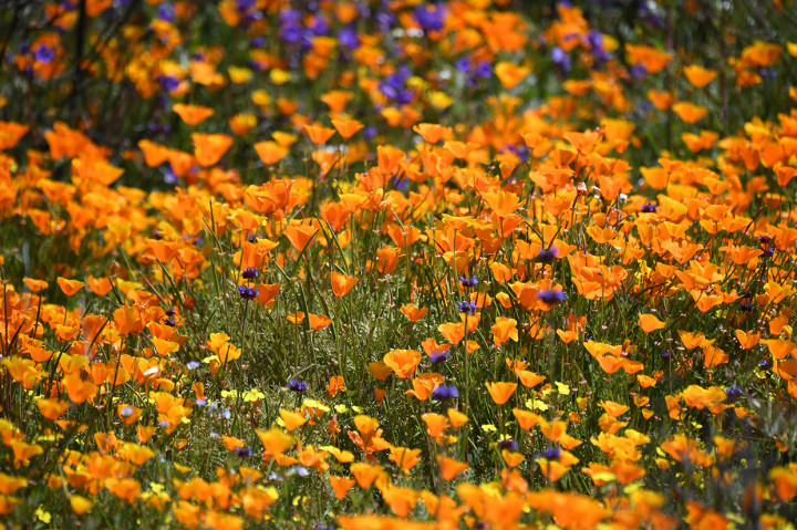 Bunga liar itu ialah poppy, tumbuhan semusim yang memiliki kuntum bunga berwarna merah, putih atau kuning berbentuk cangkir. Afp Photo/Robyn Beck