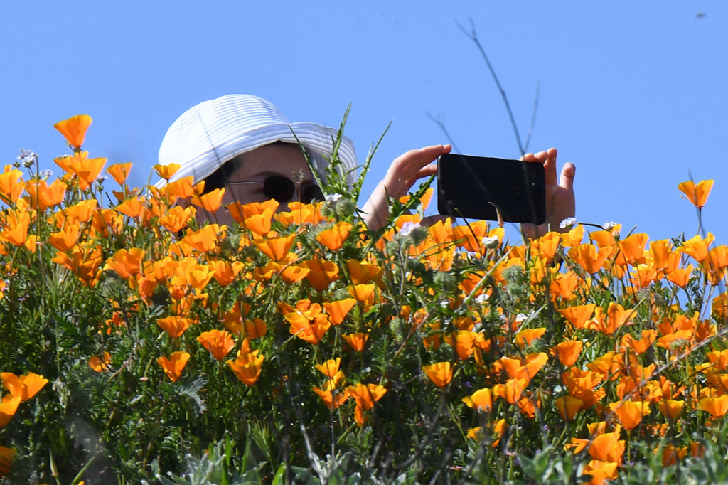 Tumbuhan berbunga dalam subfamili Papaveroideae dari keluarga Papaveraceae. Poppy merupakan bunga nasional California, Amerika Serikat. Afp Photo/Robyn Beck