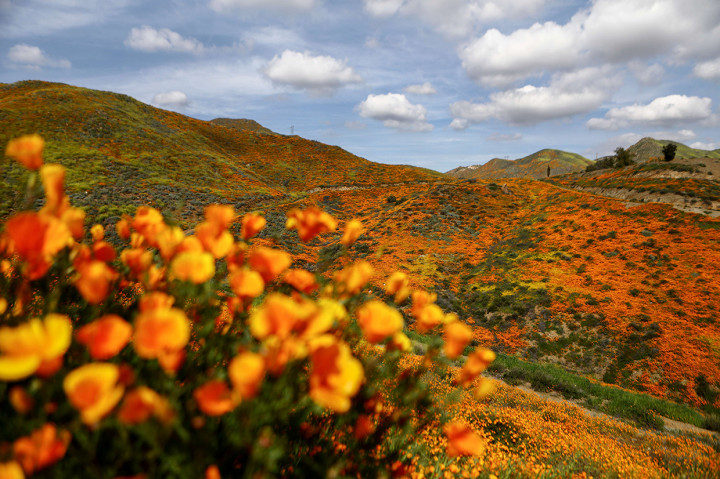 Umumnya, super bloom terjadi setiap 10 tahun sekali. Biji dari bunga liar di gurun memiliki lapisan luar yang tebal. Itulah kenapa, biji bunga ini bisa bertahan puluhan tahun. Afp Photo/Mario Tama