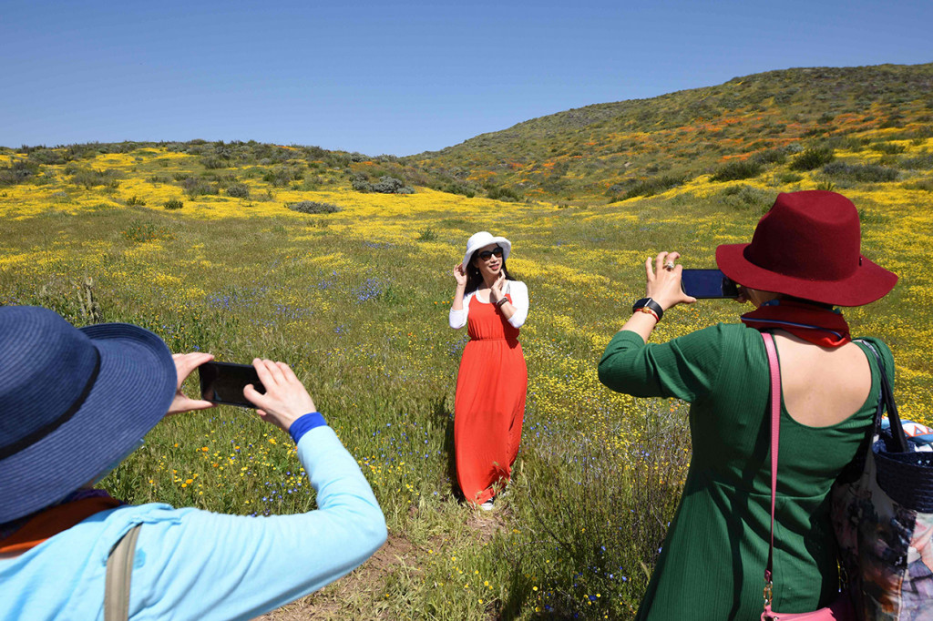 Orang-orang di sekitar wilayah tersebut banyak yang mengunjunginya dan membagikan gambar gurun yang dipenuhi bunga di media sosial. Afp Photo/Robyn Beck
