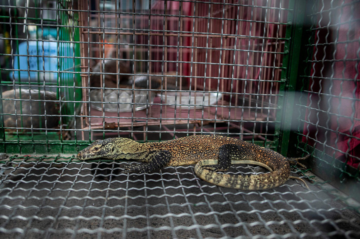 Polisi menyita barang bukti yaitu diantaranya lima ekor Komodo (Varanus Komodoensis), satu ekor Binturong (Arctictis Binturong), satu ekor Kakatua Jambul Kuning (Cacatua Sulphurea), satu ekor Kakatua Maluku (Cacatua Molucensis), lima ekor Burung Nuri Bayan (Elcectus Roratus), lima ekor Perkici Flores (Trichoglassus Weberi) dan tujuh ekor Lutung Budeng (Trachypithecus Auratus). Afp Photo/Juni Kriswanto