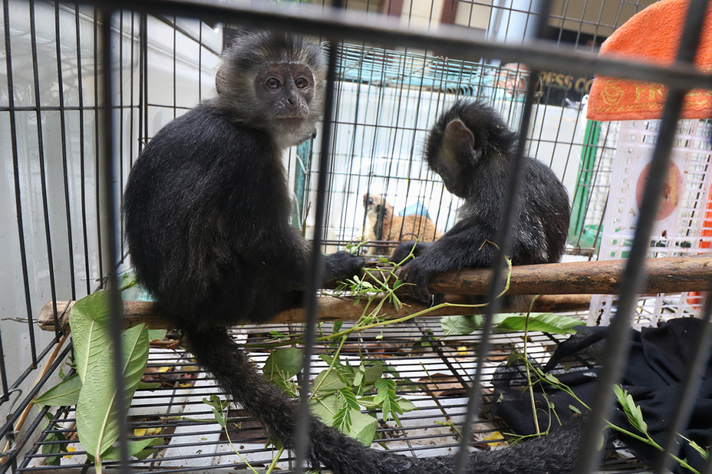 Barang bukti satwa Lutung Budeng (Trachypithecus Auratus) ditunjukkan polisi saat ungkap kasus perdagangan satwa dilindungi di Polda Jawa Timur, Surabaya. Antara Foto/Didik Suhartono