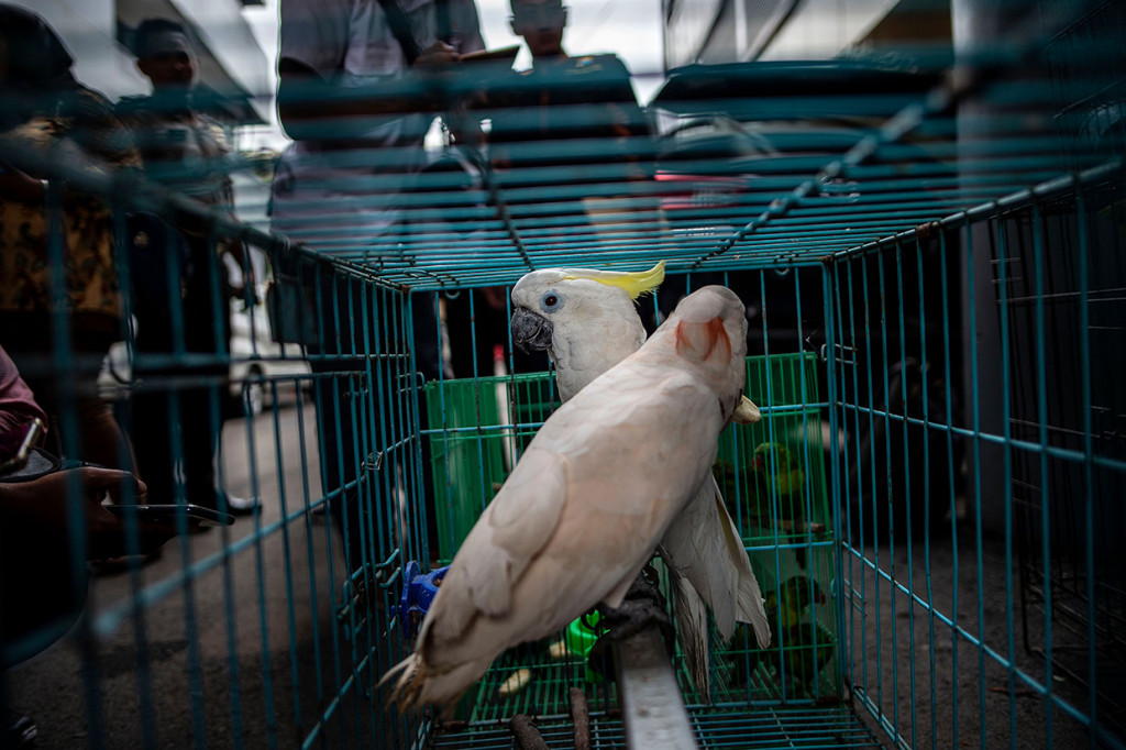 Barang bukti satwa Kakatua Jambul Kuning (Cacatua Sulphurea) dan Kakatua Maluku (Cacatua Molucensis) ditunjukkan polisi saat ungkap kasus perdagangan satwa dilindungi di Polda Jawa Timur, Surabaya. Afp Photo/Juni Kriswanto