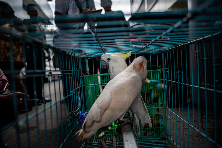 Barang bukti satwa Kakatua Jambul Kuning (Cacatua Sulphurea) dan Kakatua Maluku (Cacatua Molucensis) ditunjukkan polisi saat ungkap kasus perdagangan satwa dilindungi di Polda Jawa Timur, Surabaya. Afp Photo/Juni Kriswanto