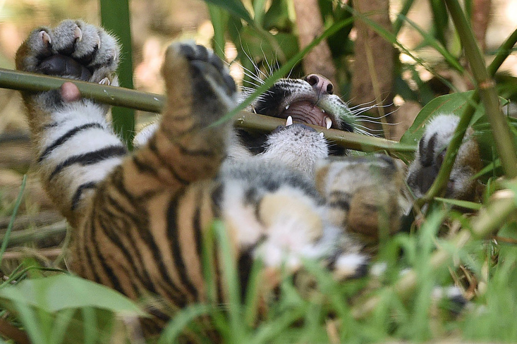 Anak-anak harimau yang menggemaskan dan tampak sehat tersebut telah mulai makan daging sembari tetap menyusu kepada induknya.