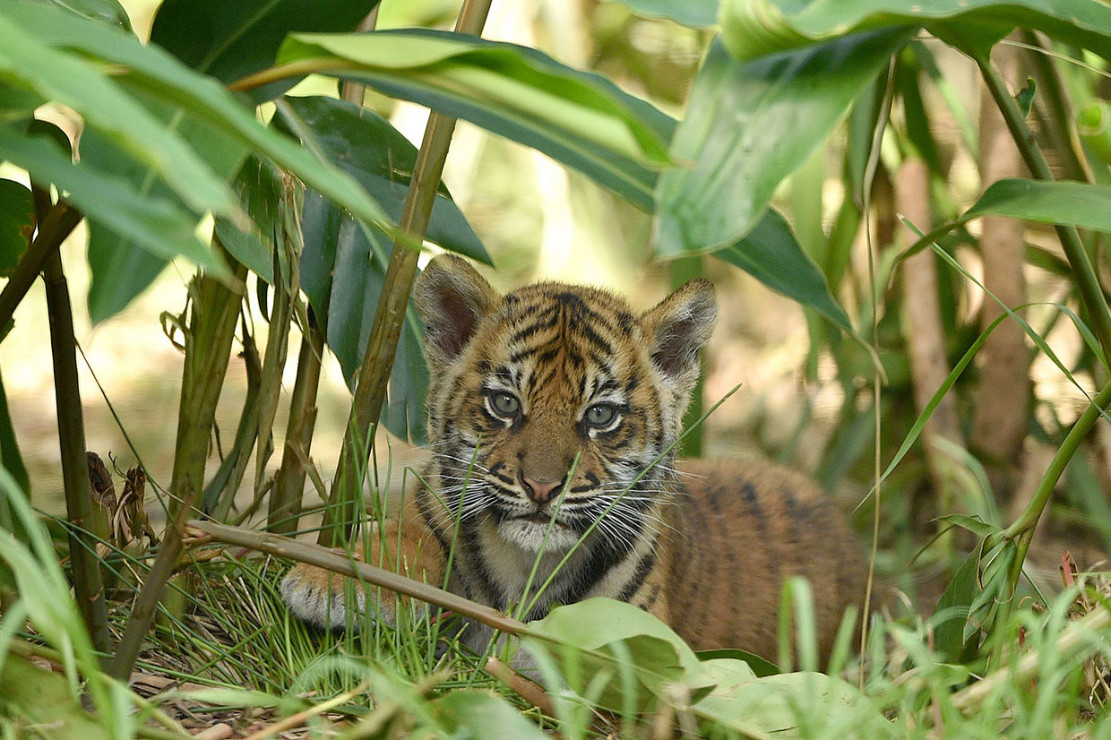 3 Anak Harimau  Sumatera  Lakukan Debut di Kebun Binatang 