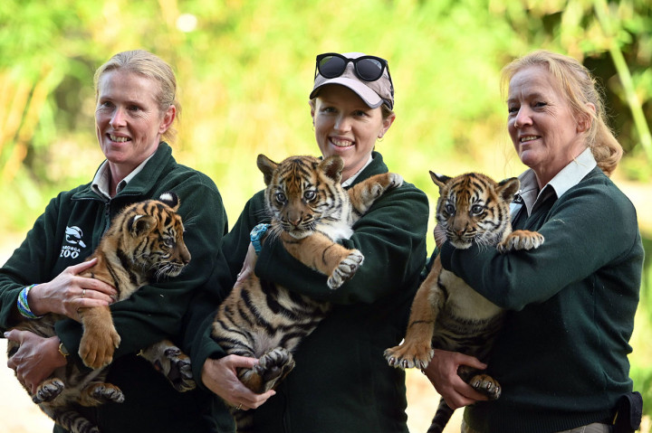 Ketiga anak harimau sumatera yang lahir pada 17 Januari 2019 lalu tersebut dipamerkan kepada publik untuk pertama kalinya hari ini.