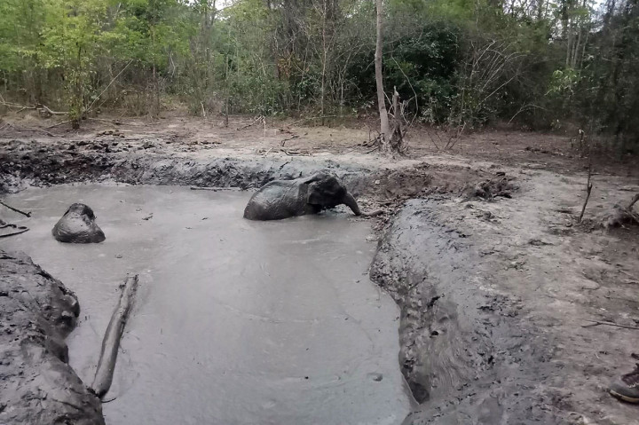 Setelahnya, satu persatu anak gajah berhasil keluar dari kubangan berlumpur, sementara penjaga hutan menyemangati mereka. 
