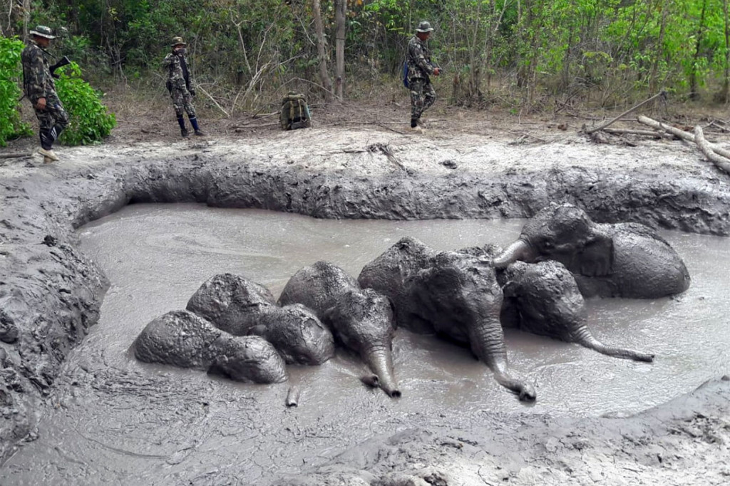 Petugas taman nasional di Thailand menemukan enam ekor anak gajah yang terpisah dari induknya dan terperangkap dalam lubang berlumpur di timur laut Provinsi Pranchinburi.