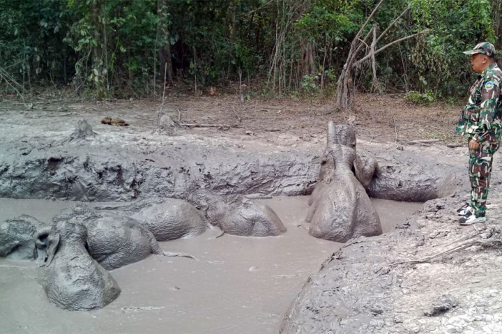 Begitu menyadari anak-anak gajah tersebut tidak bisa memanjat keluar dari lubang berlumpur, beberapa petugas meninggalkan hutan untuk mencari alat-alat penggalian, sementara yang lain bermalam untuk mengawasi hewan-hewan dilindungi tersebut.