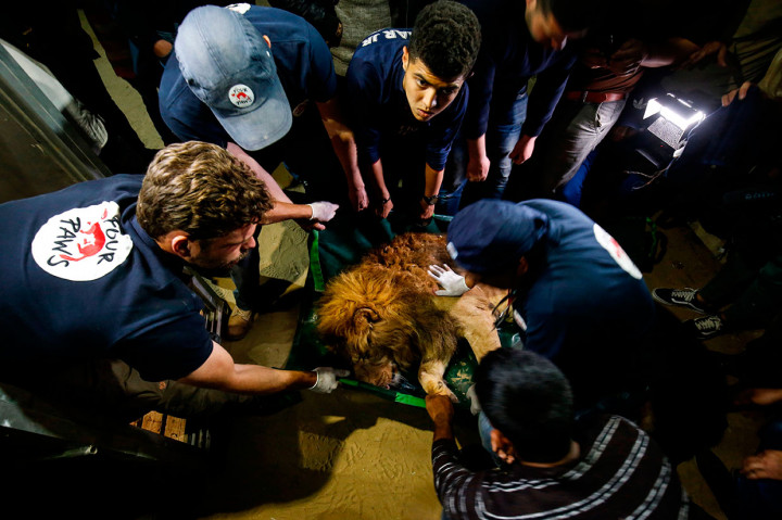 Anggota organisasi kesejahteraan binatang Four Paws mengevakuasi seekor singa yang dalam keadaan memprihatinkan di Kebun Binatang Rafah di Jalur Gaza, Minggu, 7 April 2019. 