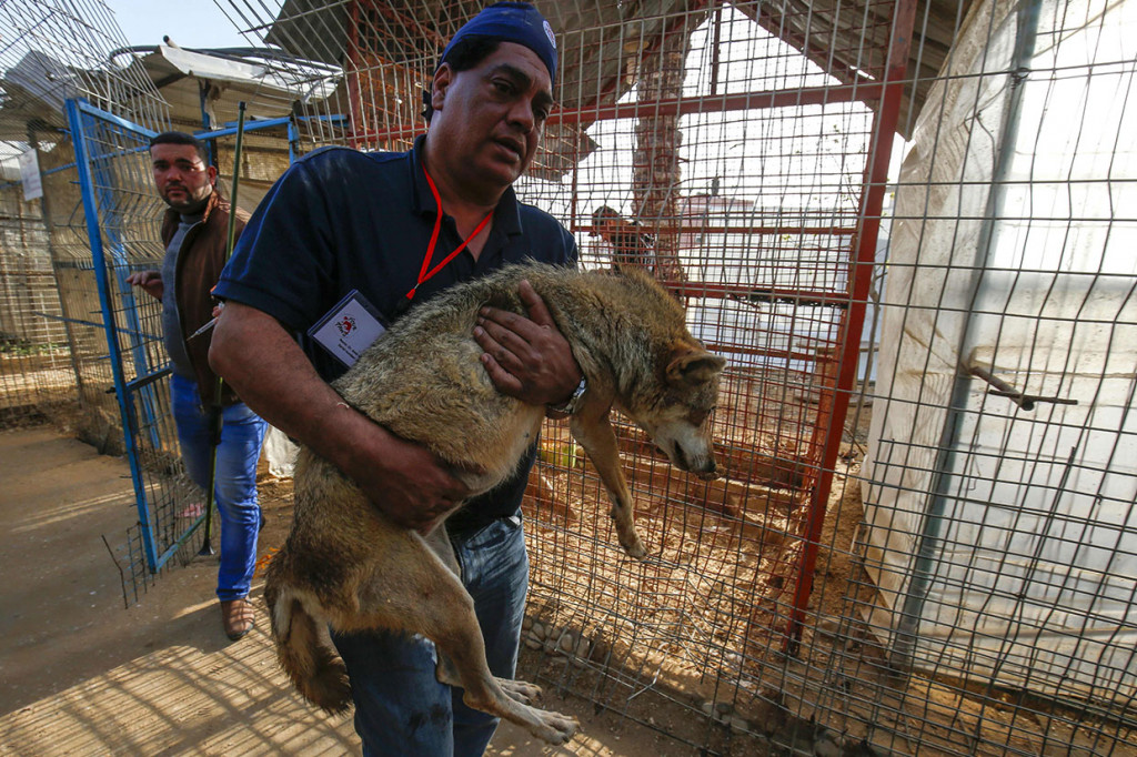 Binatang-binatang tersebut dibius terlebih dahulu sebelum melakukan perjalanan sejauh sekitar 300 kilometer melalui wilayah Israel, yang telah mengizinkan proses evakuasi.