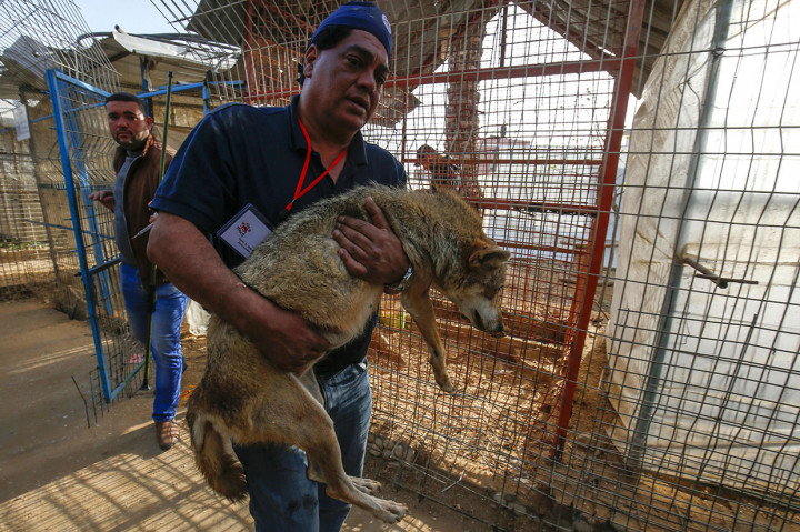 Binatang-binatang tersebut dibius terlebih dahulu sebelum melakukan perjalanan sejauh sekitar 300 kilometer melalui wilayah Israel, yang telah mengizinkan proses evakuasi.