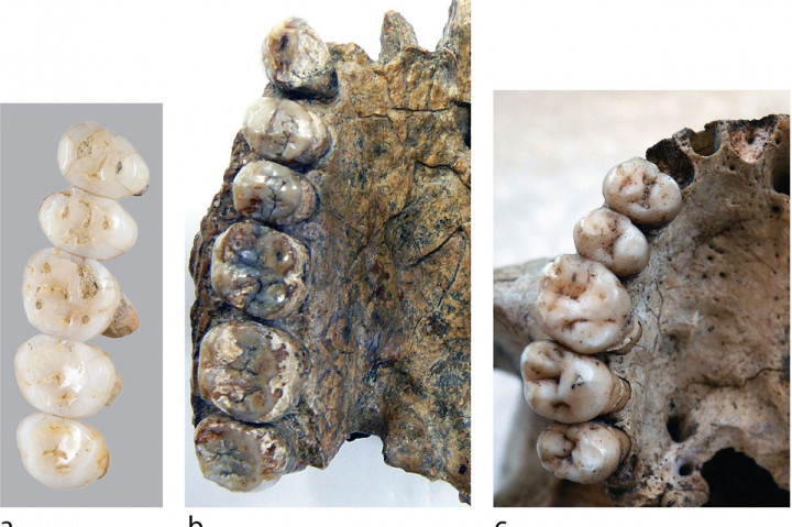 Awalnya tidak jelas jenis manusia purba mana yang berasal dari tulang tersebut, tetapi baru-baru ini para peneliti menemukan tujuh gigi dan lima tulang yang berbeda di lokasi tersebut, yang berumur antara 50.000 dan 67.000 tahun. Semua itu setidaknya dimiliki tiga orang dewasa yang berasal dari jenis manusia yang sebelumnya tidak dikenal.