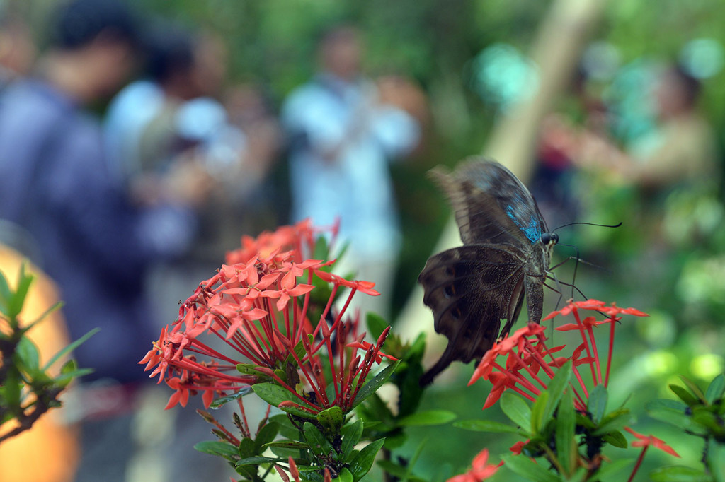 Wisatawan memotret beragam jenis kupu-kupu saat liburan di Taman Kupu-Kupu Balitopia, Gianyar, Sabtu, 20 April 2019.