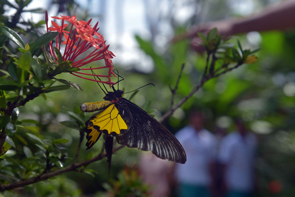 Sedikitnya 3.000 kupu-kupu dari 15 spesies yang endemik di Jawa dan Bali dilepaskan di taman seluas dua hektar tersebut.