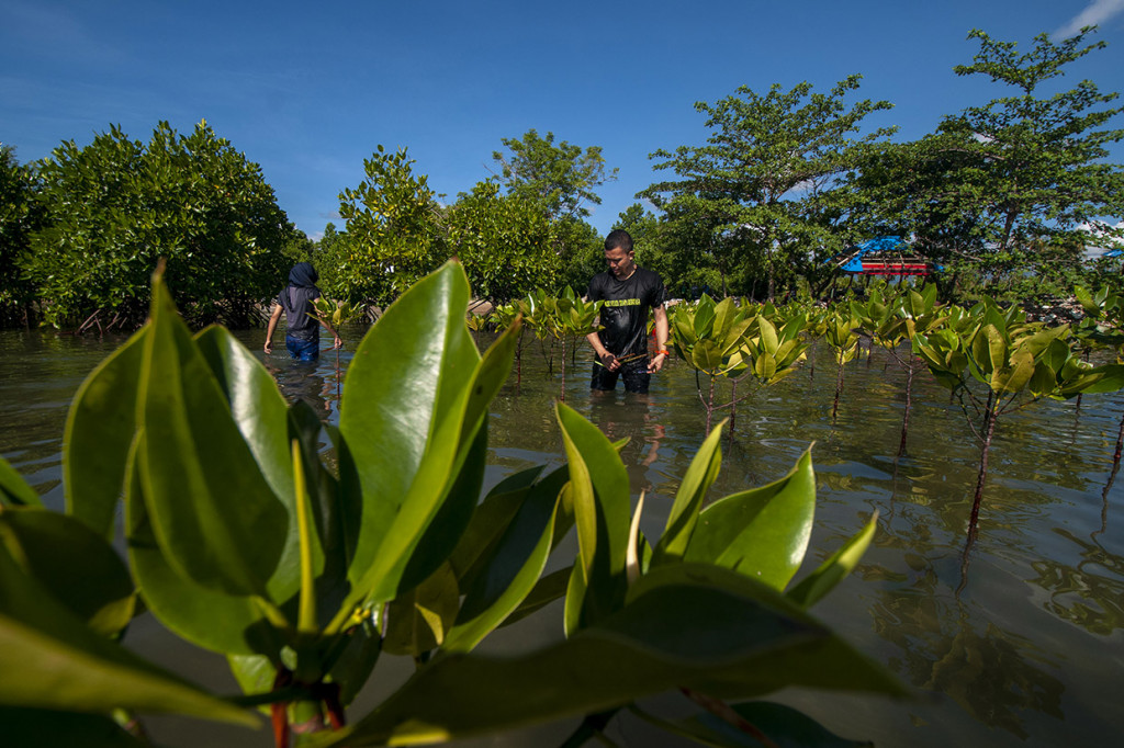 Seorang Relawan Mangrove Tomini (Remot) menanam bakau di pesisir pantai Mertasari, Teluk Tomini, Parigi Moutong, Sulawesi Tengah. Antara Foto/Basri Marzuki