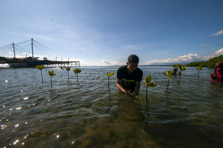 Selain memperingati Hari Bumi, penanaman mangrove itu juga dilaksanakan untuk melindungi ekosistem pesisir di wilayah itu. Antara Foto/Basri Marzuki