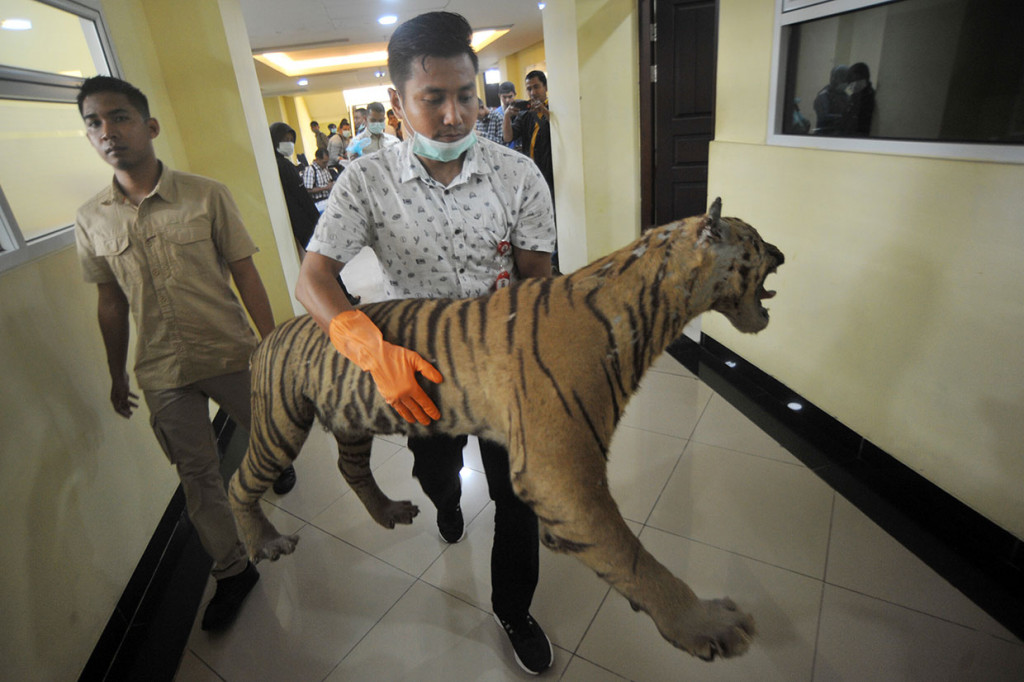 Petugas Ditreskrimsus Polda Sumbar membawa offset kulit harimau sumatera yang diamankan di Mapolda Sumatera Barat, di Padang, Selasa, 23 April 2019.