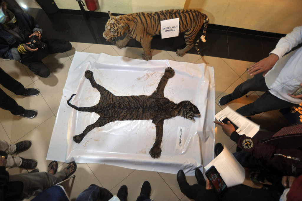 Polda Sumbar mengamankan dua pelaku serta sejumlah bagian tubuh satwa dilindungi dalam keadaan mati yang diperdagangkan di dua tempat di Bukittinggi.