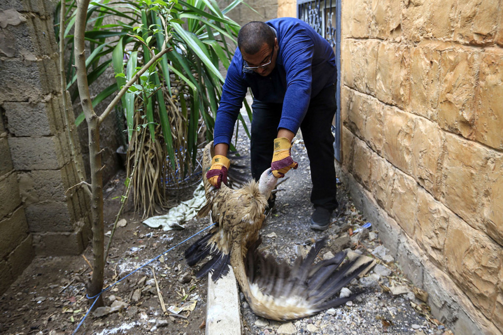 Nelson yang berumur sekitar dua tahun, memulai perjalanannya pada September 2018 dari Bulgaria, di mana sayapnya ditandai dan dilengkapi pemancar satelit oleh Fund for Wild Fauna and Flora (FWFF).