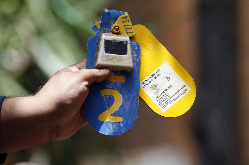 Hisham al-Hoot, yang mewakili FWFF di Yaman, melakukan perjalanan dari Sana'a ke Taez untuk memohon para pejabat setempat melepaskan hewan yang tak berdaya itu. 