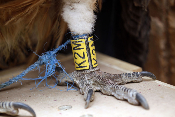 Hoot mengatakan burung itu akan dilepaskan dalam dua bulan ketika telah mendapatkan kembali kekuatan penuh dan sayapnya yang patah telah sembuh. 