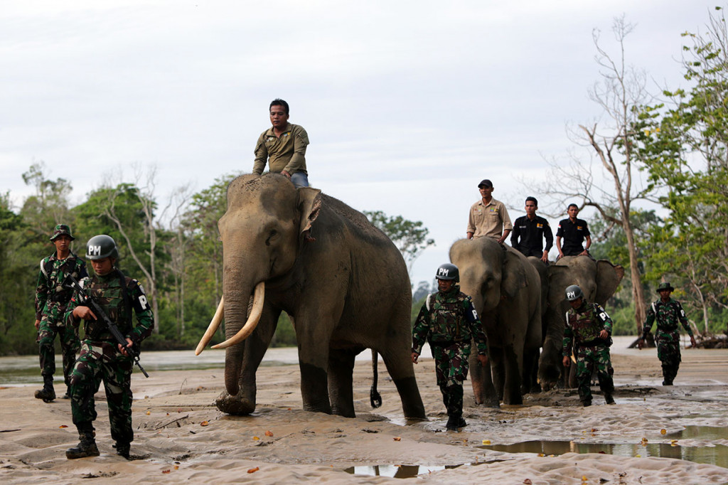 Anggota Polisi Militer (PM) Kodam Iskandar Muda bersama aktivis lingkungan dan tim Conservation Response Unit (Unit) Sampoiniet dibantu gajah jinak melaksanakan operasi penegakan ketertiban (Gaktib) di kawasan hutan Ulue Masen, Aceh Jaya, Aceh, Sabtu, 27 April 2019. 