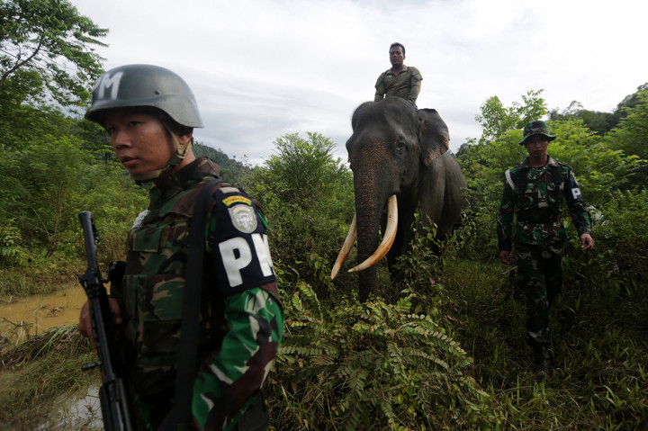 Operasi gabungan yang melibatkan aparat TNI dan Balai Konservasi Sumber Daya Alam (BKSDA) Aceh tersebut guna menjaga kelestarian alam dan satwa liar dari ancaman kepunahan.