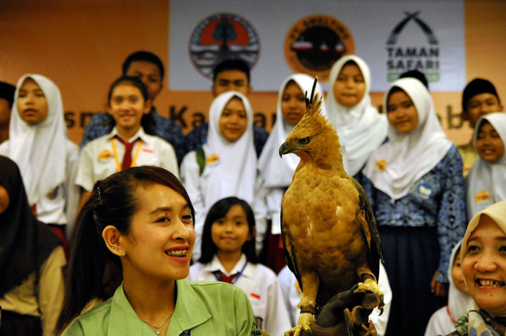 TSI bekerja sama dengan PT Smelting melakukan program konservasi elang jawa mulai dari pembangunan kandang perkembangbiakan, pengembangbiakan, program edukasi kepada masyarakat hingga pelepasliaran kembali ke alamnya.