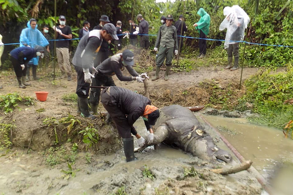 Anggota Polisi Hutan Taman Nasional Ujung Kulon (TNUK) mengidentifikasi bangkai badak jawa (Rhinoceros sondaicus) yang ditemukan di Blok Citadahan, Ujungjya, Pandeglang, Banten, Minggu, 21 April 2019.