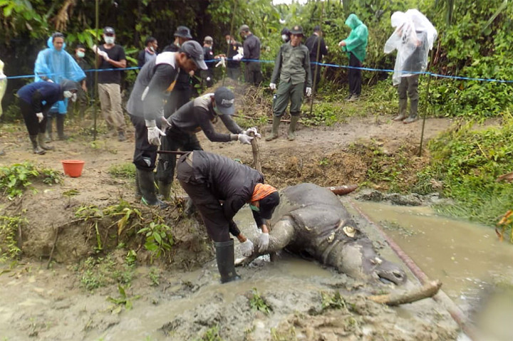 Anggota Polisi Hutan Taman Nasional Ujung Kulon (TNUK) mengidentifikasi bangkai badak jawa (Rhinoceros sondaicus) yang ditemukan di Blok Citadahan, Ujungjya, Pandeglang, Banten, Minggu, 21 April 2019.