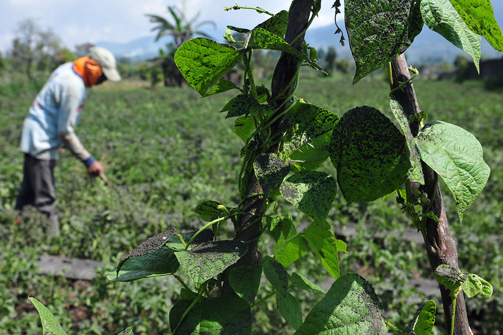 Petani membersihkan lahan pertanian yang terdampak hujan abu Gunung Kerinci di Desa Tanjung Bungo, Kayu Aro, Kerinci, Jambi, Jumat, 3 Mei 2019.