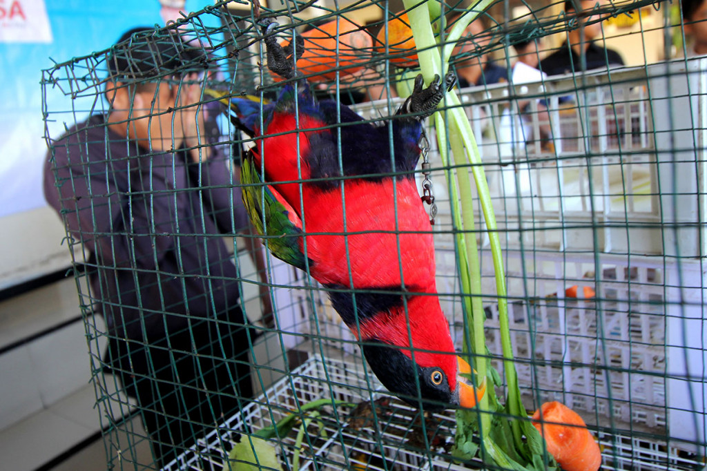 Polisi menunjukkan tersangka dan barang bukti saat ungkap kasus penyelundupan satwa dilindungi di Polres Pelabuhan Tanjung Perak Surabaya, Jawa Timur, Sabtu, 11 Mei 2019. 