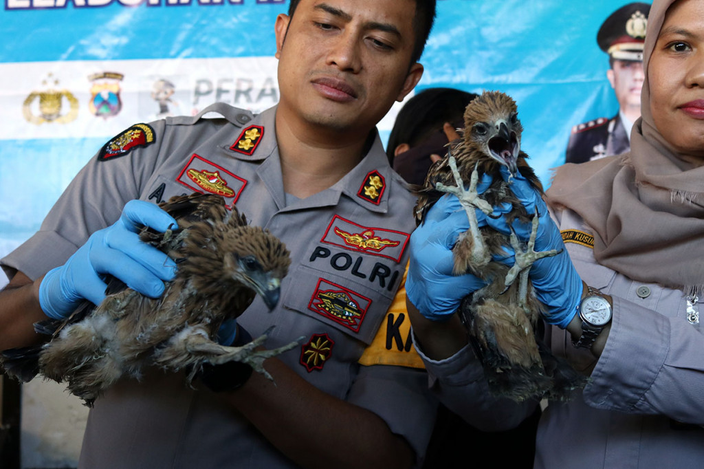 Polres Pelabuhan Tanjung Perak Surabaya menangkap dua tersangka dan mengamankan sejumlah barang bukti satwa dilindungi, diantaranya satu ekor burung nuri kepala hitam (Lorius lory), satu ekor kakatua jambul kuning (Cacatua sulphurea) dan tujuh ekor burung elang jenis black kite (Milvus migrans). 