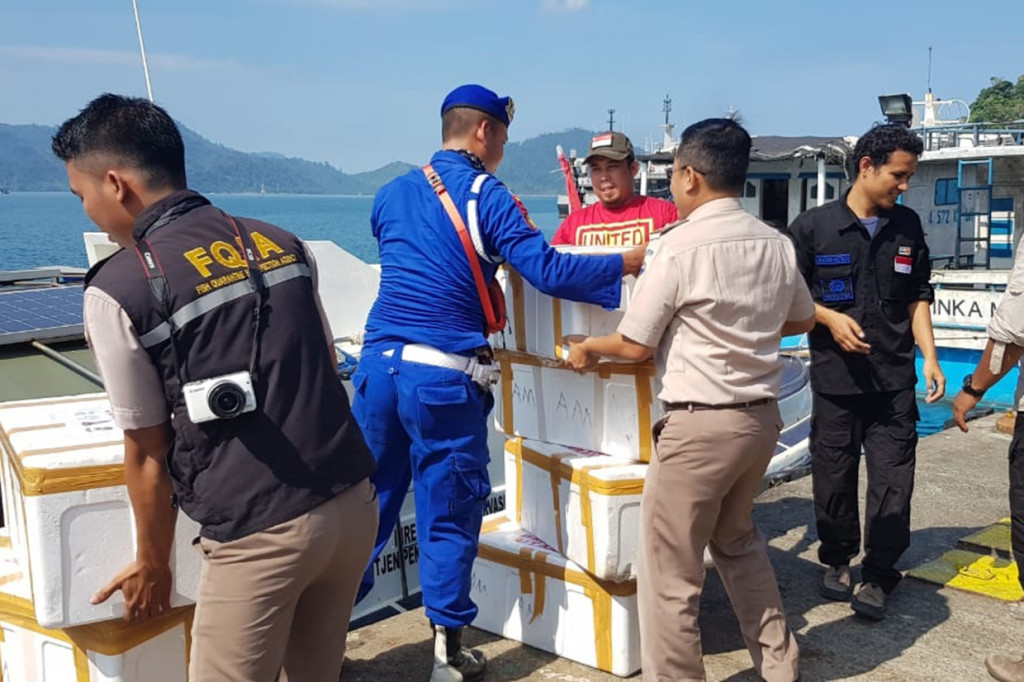 Barang bukti benih lobster selanjutnya diserahkan kepada SKIPM Jambi untuk dilakukan pelepasliaran di Kawasan Konservasi TWP Pulau Pieh, Kabupaten Padang Pariaman, Sumatera Barat. Sementara para tersangka ditahan di Mako Polairud Polda Jambi untuk proses hukum lebih lanjut.