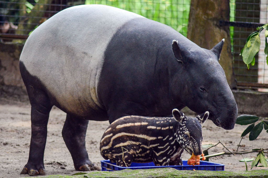 Seekor anak tapir (Tapirus indicus) yang diberi nama Bona makan buah-buahan bersama induknya di Kebun Binatang Bandung, Jawa Barat, Sabtu, 18 Mei 2019. 