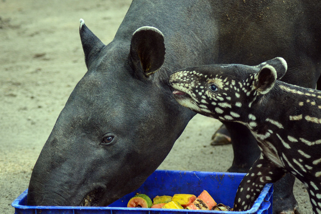 Kebun Binatang Bandung memiliki keluarga baru dengan lahirnya seekor anak tapir (tapirus indicus) pada 28 April 2019 lalu.