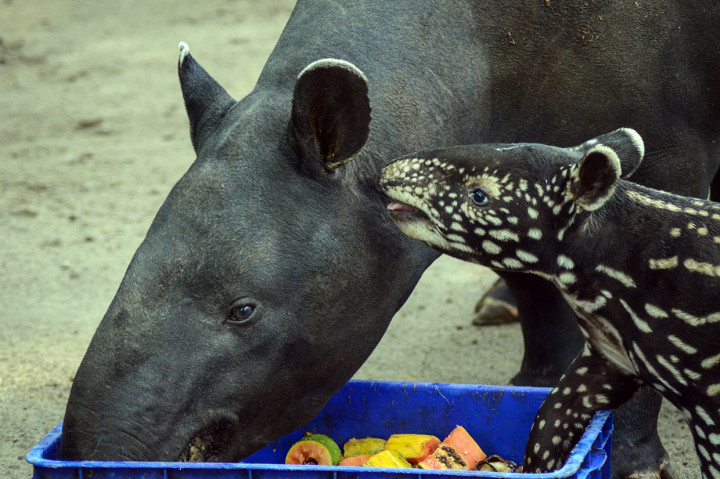 Kebun Binatang Bandung memiliki keluarga baru dengan lahirnya seekor anak tapir (tapirus indicus) pada 28 April 2019 lalu.