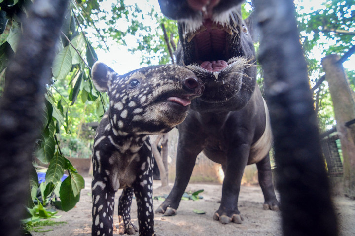 Dengan kelahiran bayi tapir tersebut, jumlah binatang terancam punah di kebun binatang itu menjadi sembilan ekor.