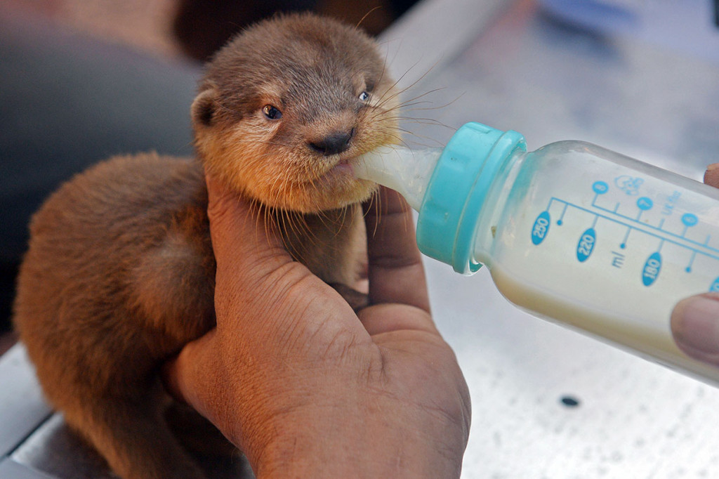 Petugas Balai Konservasi Sumber Daya Alam (BKSDA) Bali memberi perawatan terhadap seekor anak berang-berang (Lutra lutra) yang disita dari upaya penyelundupan, di Kantor BKSDA Bali, Denpasar, Jumat, 24 Mei 2019. 