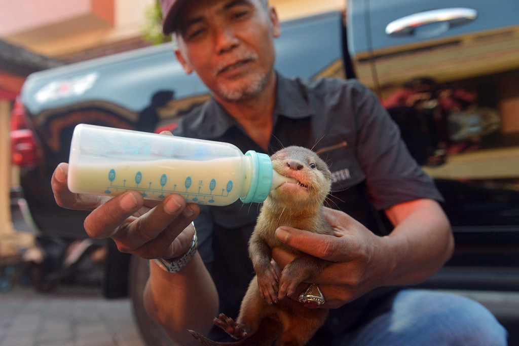 Sebanyak empat ekor anak berang-berang spesies dilindungi yang akan diselundupkan ke Rusia berhasil digagalkan petugas Bandara Ngurah Rai pada Kamis, 23 Mei 2019 malam, dan tersangkanya hingga saat ini masih dalam pemeriksaan lebih lanjut. 
