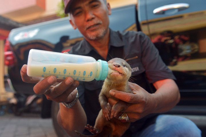 Sebanyak empat ekor anak berang-berang spesies dilindungi yang akan diselundupkan ke Rusia berhasil digagalkan petugas Bandara Ngurah Rai pada Kamis, 23 Mei 2019 malam, dan tersangkanya hingga saat ini masih dalam pemeriksaan lebih lanjut. 