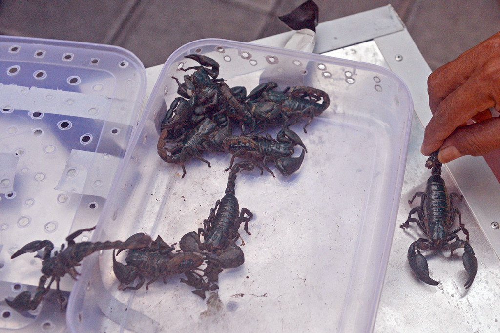 Selain berang-berang, petugas juga menemukan 10 ekor kalajengking (Scorpiones) dari tangan tersangka.