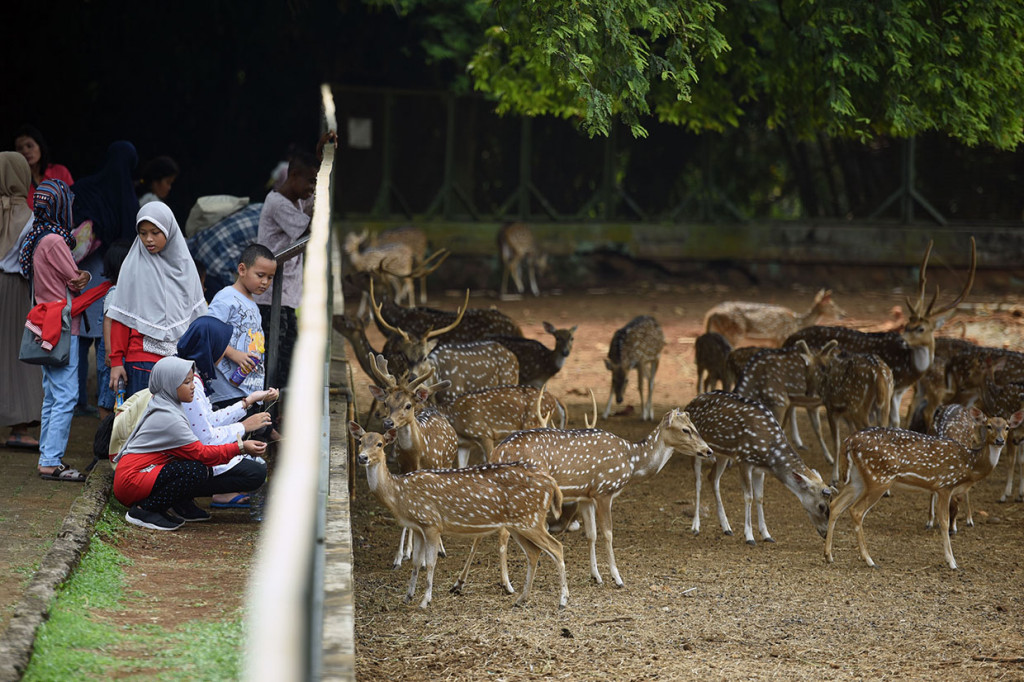 Pengelola kebun binatang tersebut memprediksi jumlah pengunjung selama masa libur Lebaran 2019 mencapai 50.000-70.000 wisatawan setiap hari. Antara Foto/Aditya Pradana Putra