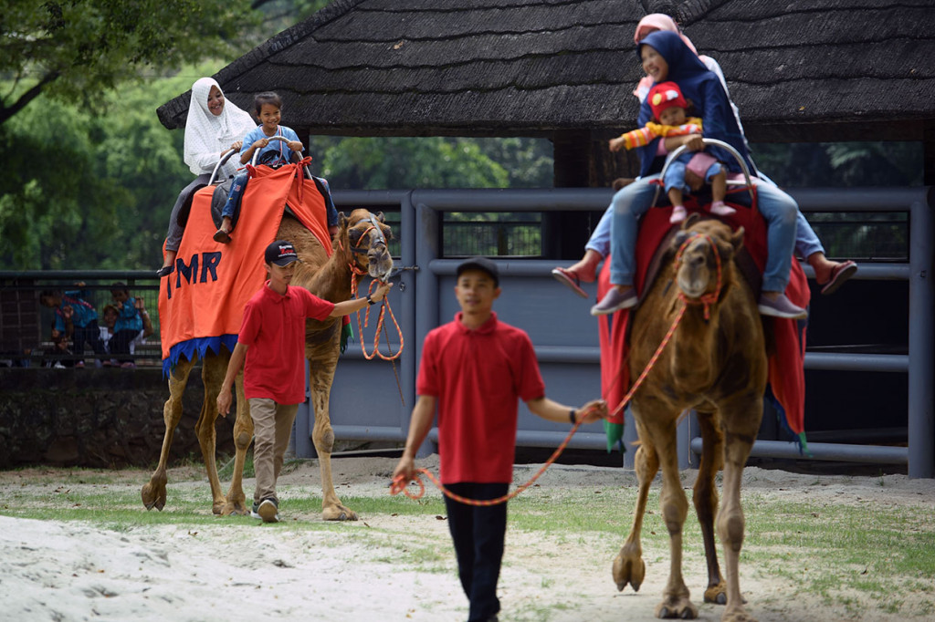 Sejumlah wisatawan menunggang unta arab (Camelus dromedarius) di Taman Margasatwa Ragunan (TMR), Jakarta Selatan. Antara Foto/Aditya Pradana Putra