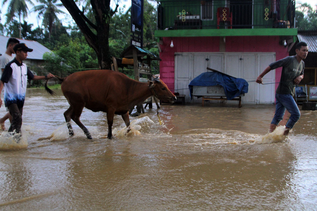 Warga menyelamatkan ternak sapinya setelah terjebak di lokasi banjir bandang di Desa Anggopiu, Konawe.